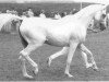 broodmare Kazeemah ox (Arabian thoroughbred, 1970, from Kaisoon 1958 EAO)