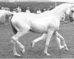 broodmare Kazeemah ox (Arabian thoroughbred, 1970, from Kaisoon 1958 EAO)