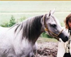 broodmare Kafoura El Shaklan ox (Arabian thoroughbred, 1982, from El Shaklan 1975 ox)