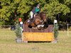 jumper Merlyn 24 (Pony without race description, 2012)