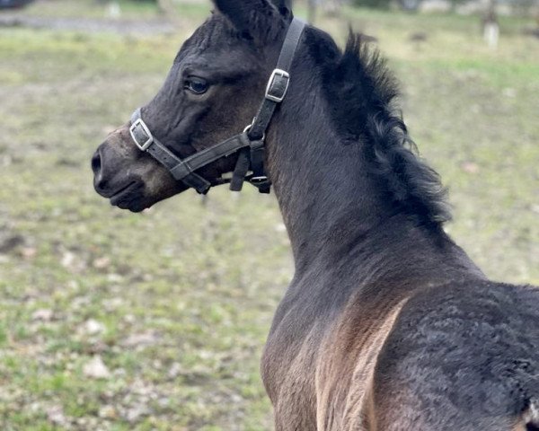 dressage horse Silca STEF AML (Mecklenburg, 2023, from Silberschmied)