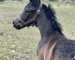 dressage horse Silca STEF AML (Mecklenburg, 2023, from Silberschmied)