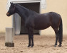 dressage horse Happy Girl 44 (KWPN (Royal Dutch Sporthorse), 2012, from Sorento OLD)