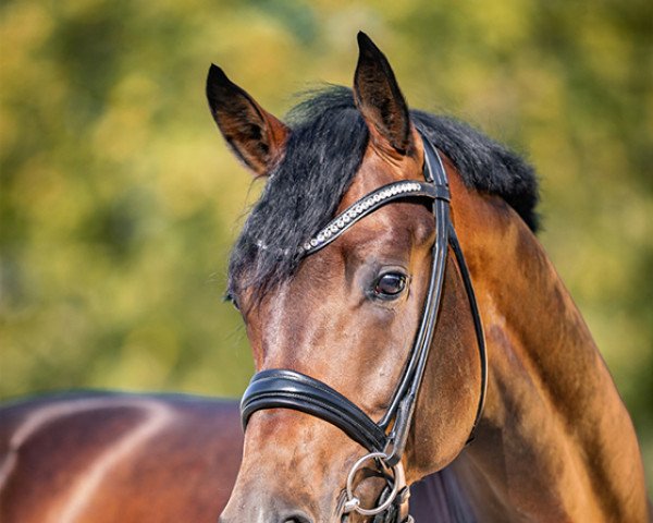 stallion Forever Rock (Westphalian, 2019, from Franziskus FRH)