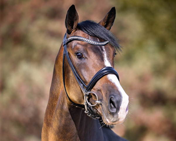 stallion Fiancé (KWPN (Royal Dutch Sporthorse), 2018, from Foundation 2)