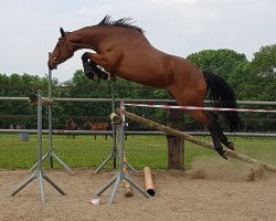 broodmare La Lexia Z (Zangersheide riding horse,  , from L'Arc de Triomphe)