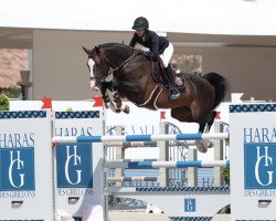 stallion Aarhof's Caliano CH (Swiss Warmblood, 2009, from Catoki)