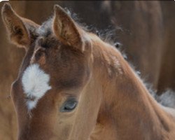 Springpferd Top Aarhof's Chanel (Schweizer Warmblut, 2015, von Aarhof's Caliano CH)