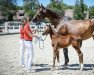 Zuchtstute Savanna vom Aarhof CH (Schweizer Warmblut, 1993, von Sandro)