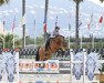 jumper Aarhof's Casanova (Swiss Warmblood, 2014, from Aarhof's Caliano CH)