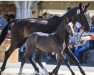 jumper Aarhof's Caramba (Swiss Warmblood, 2016, from Crumble)