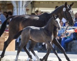 Springpferd Aarhof's Caramba (Schweizer Warmblut, 2016, von Crumble)