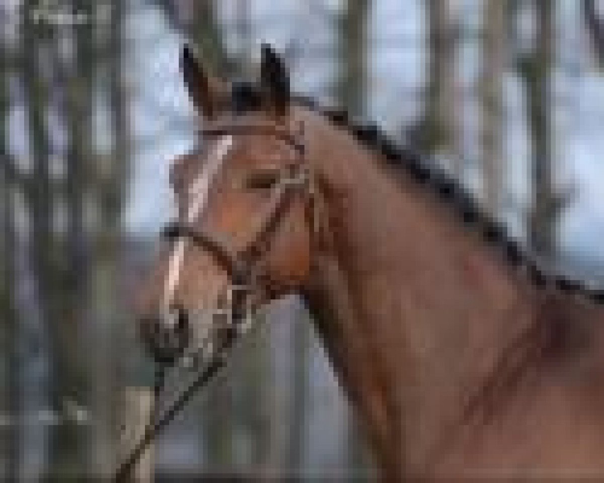 stallion Gentleman D.S. (Belgium Sporthorse, 2012, from Casco)
