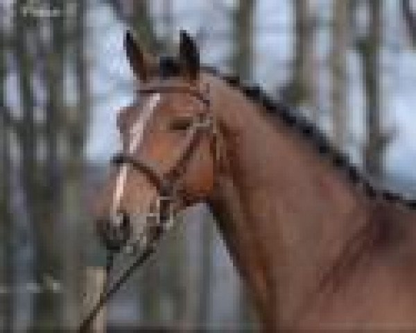 stallion Gentleman D.S. (Belgium Sporthorse, 2012, from Casco)