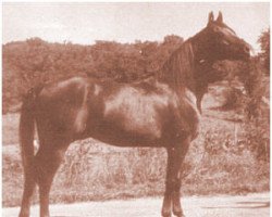 stallion Tisaan ox (Arabian thoroughbred, 1952, from Disaan ox)