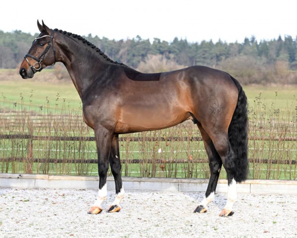 stallion Babylon Berlin (Holsteiner, 2018, from Brantzau)