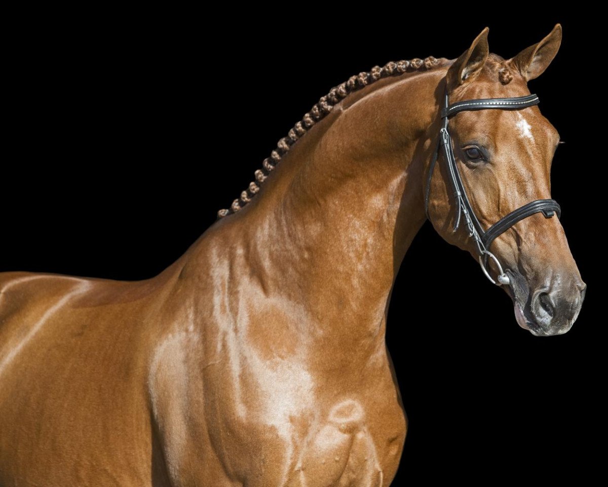 stallion Brantzau (Selle Français, 2011, from Baloubet du Rouet)