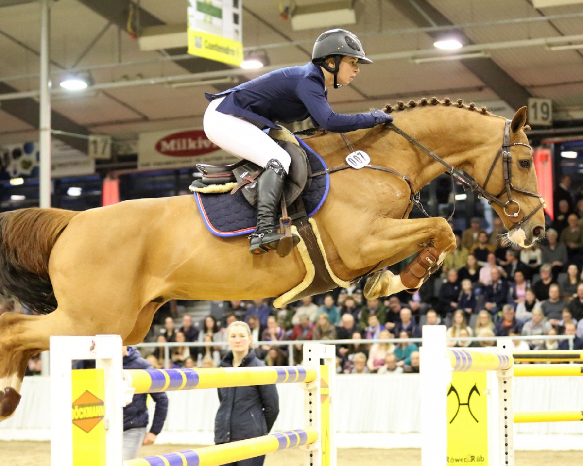stallion Brantzau (Selle Français, 2011, from Baloubet du Rouet)