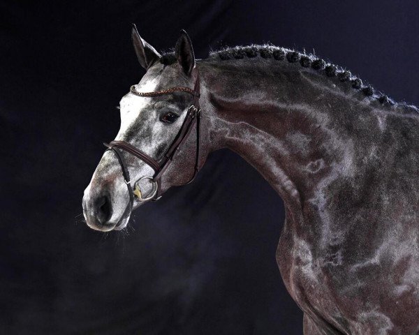 stallion Cornet's Quaprice (Zangersheide riding horse, 2016, from Cornet Obolensky)