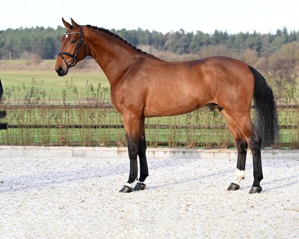 stallion El Roosakker Z (Zangersheide riding horse, 2020, from El Barone 111 Z)