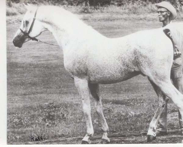 Deckhengst Raffi ox (Vollblutaraber, 1946, von Raffles ox)