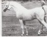 stallion Raffi ox (Arabian thoroughbred, 1946, from Raffles ox)