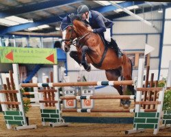 jumper Aarhof's Colani (Swiss Warmblood, 2013, from HRH Colombardo)