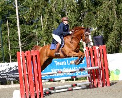 jumper Asante Sana v. d. Raab (Austrian Warmblood, 2012, from Nec Plus Ultra de Septon)