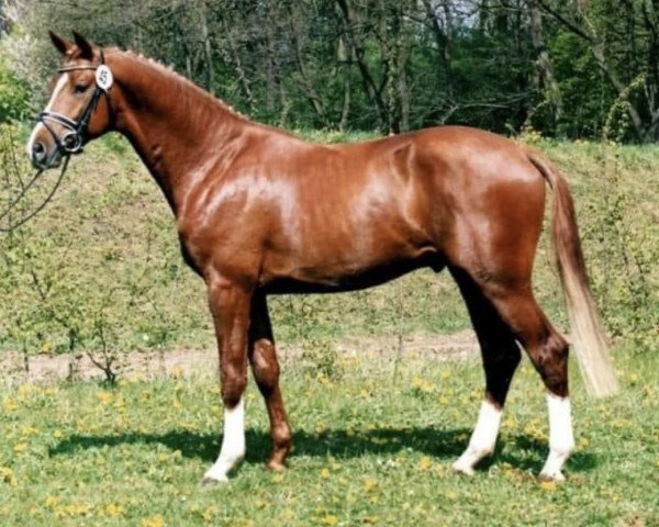 stallion Bel Espace Go (Trakehner, 1999, from Maizauber)