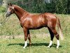 stallion Bel Espace Go (Trakehner, 1999, from Maizauber)