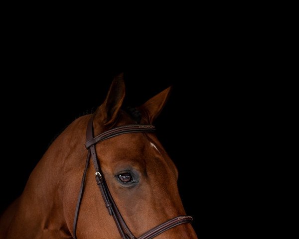 dressage horse Luke Lele (Hanoverian, 2013, from Henglein's Licosto)