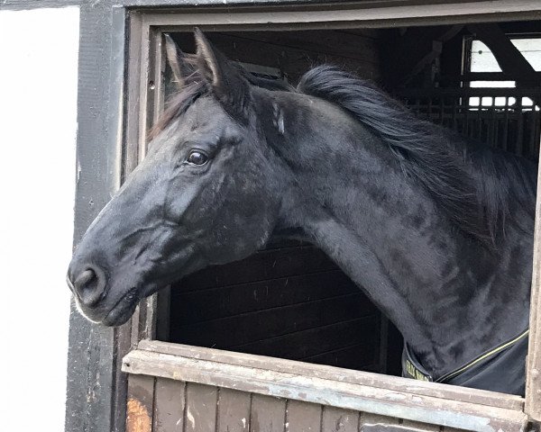 broodmare Dörte 9 (Hanoverian, 2005, from Don Frederico)