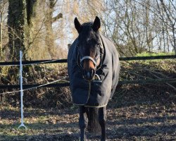 jumper Valina 7 (German Riding Pony, 2003, from Vivaldi)