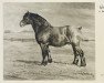 stallion Gambert H 928 (Rhenish-German Cold-Blood, 1944, from Gamin du Onze RS (S) 362)