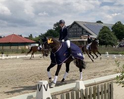 dressage horse Famous Girl 10 (Hanoverian, 2012, from Farewell III)