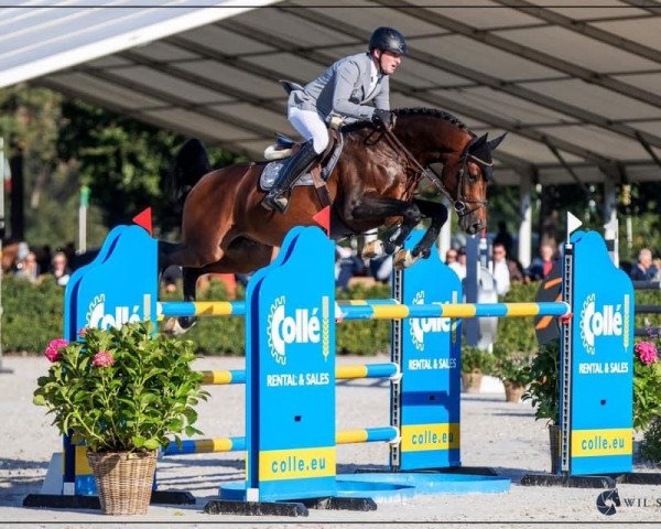 stallion Coros NRW (Westphalian, 2015, from Cornet Obolensky)