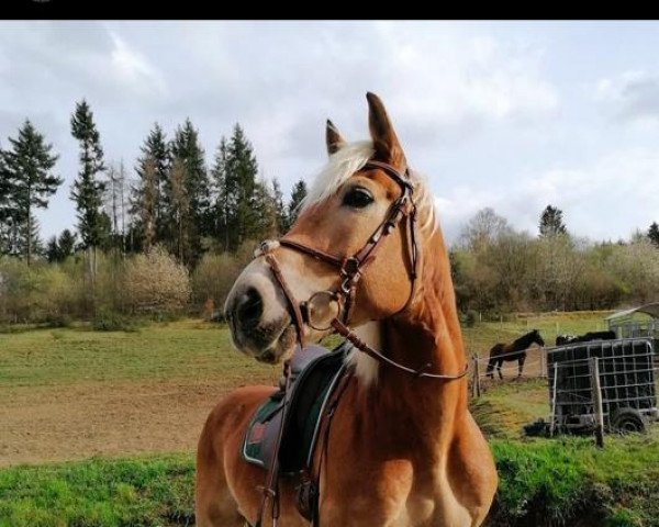 Dressurpferd Nogger (Haflinger, 2008)