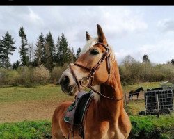 dressage horse Nogger (Haflinger, 2008)