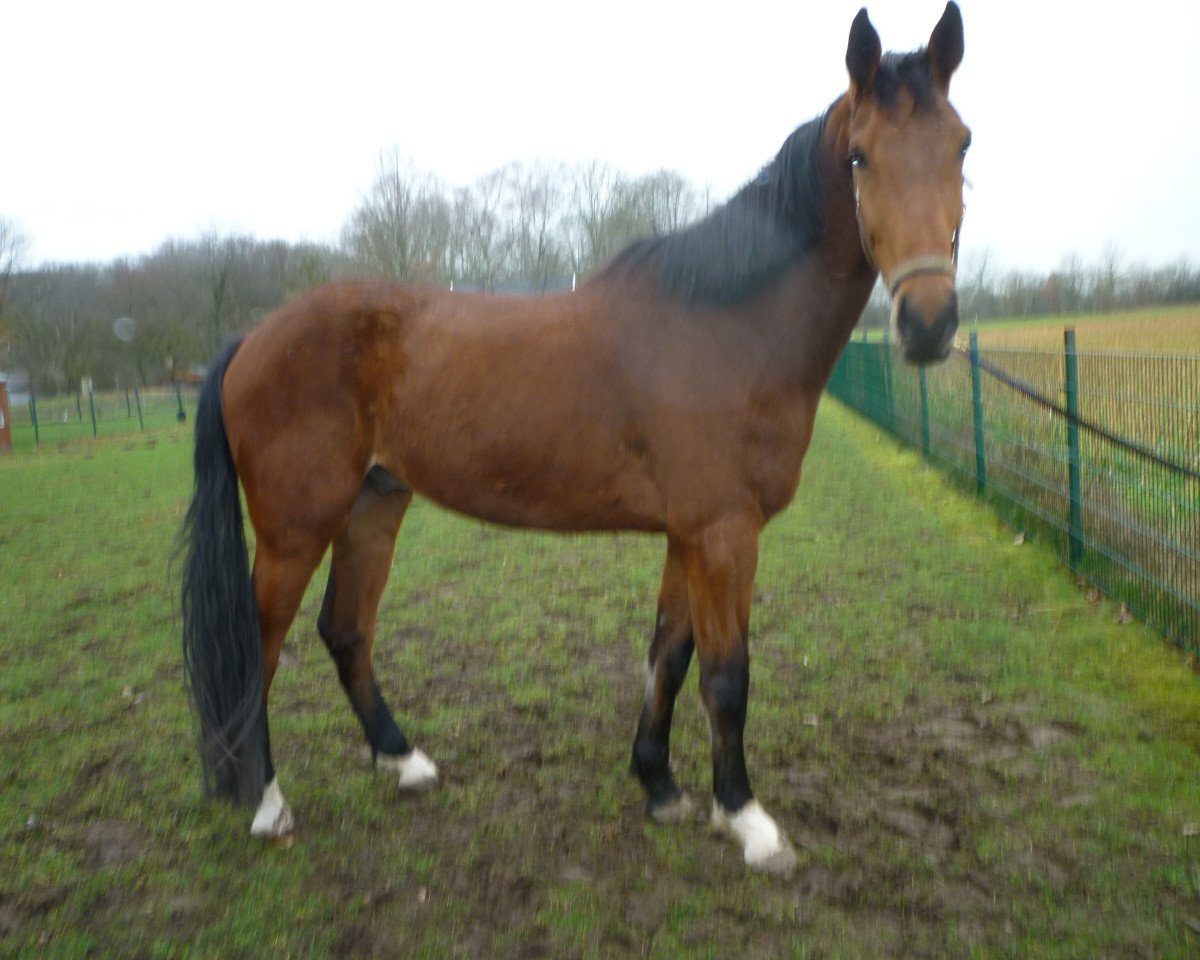 dressage horse Rino (Westphalian, 2018, from Rock Forever NRW)