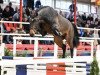 stallion Lord Weihaiwej (Oldenburg show jumper, 2020, from Lord Pezi)