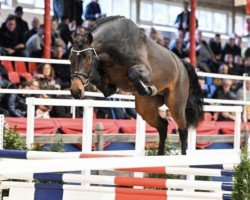 stallion Lord Weihaiwej (Oldenburg show jumper, 2020, from Lord Pezi)