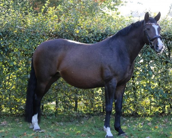 broodmare Angel' s First (Oldenburg, 2007, from Fidertanz)