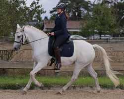 horse Knockillaree Emma (Connemara Pony, 2012, from Aughnanure Leo)