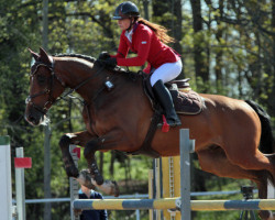 Springpferd Daranco (KWPN (Niederländisches Warmblut), 2008, von VDL Cardento 933)