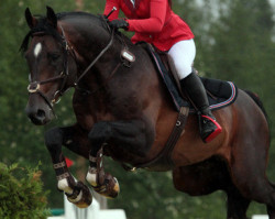 jumper Perlas (Hanoverian, 2004, from Lothringer)