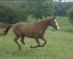 Pferd Gidran VII I-4 (Szilveszter) (Gidran, 1991, von Gidran VIII)