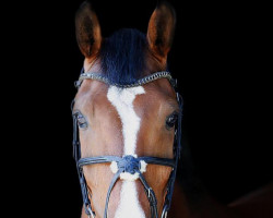 broodmare Bond Lady v.A. (Holsteiner, 2009, from Nekton)