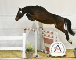 jumper Cornet's Pride (Austrian Warmblood, 2019, from Classic Orange Z)