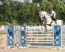 jumper Rubik (Hungarian Warmblood, 2009, from Casillas 2)