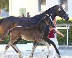 broodmare Helena (German Sport Horse, 2016, from Quaterback)